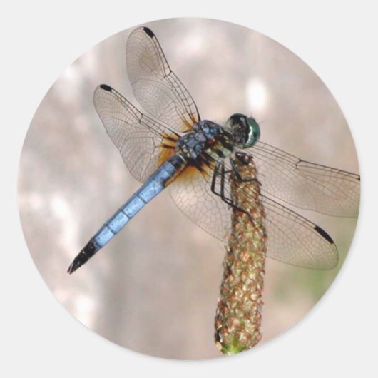 Dragonfly / Round Stickers (Vorderseite)