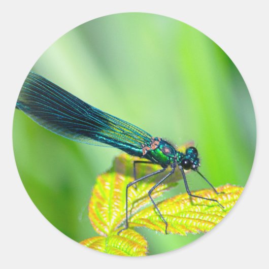 Dragonfly Runder Aufkleber (Vorderseite)