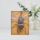 Dragonfly seht euch postkarte (Stehend Vorderseite)