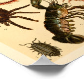 Dragonfly Skorpion Spione Collection Kunst, Dichtu Poster (Ecke)