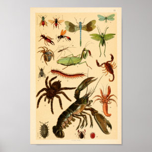 Dragonfly Skorpion Spione Collection Kunst, Dichtu Poster