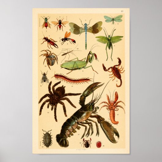 Dragonfly Skorpion Spione Collection Kunst, Dichtu Poster (Vorne)