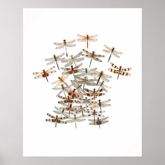 Dragonfly Swarm Poster (Vorne)