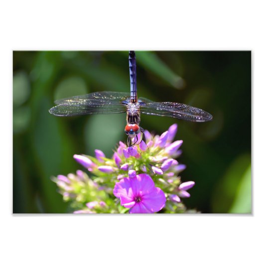 Dragonfly und Davids Lavender Phlox Fotodruck (Vorne)