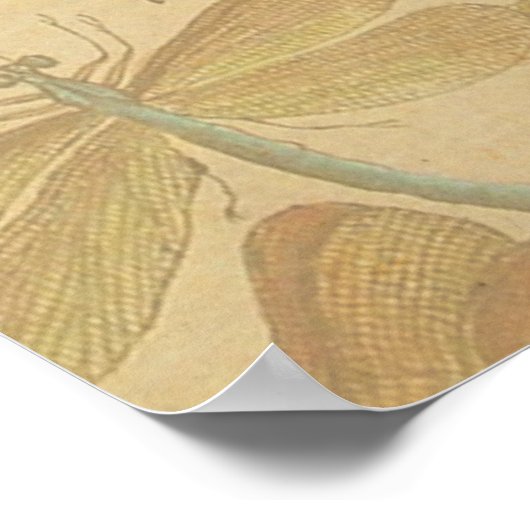 Dragonfly Vintag Antike klassische Natur Poster (Ecke)
