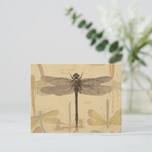 Dragonfly Vintag Antike klassische Natur Postkarte (Stehend Vorderseite)