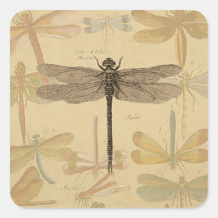 Dragonfly Vintag Antike klassische Natur Quadratischer Aufkleber