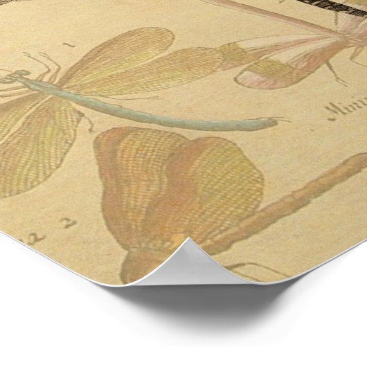 Dragonfly Vintage Antique Classic Drawing Poster (Ecke)