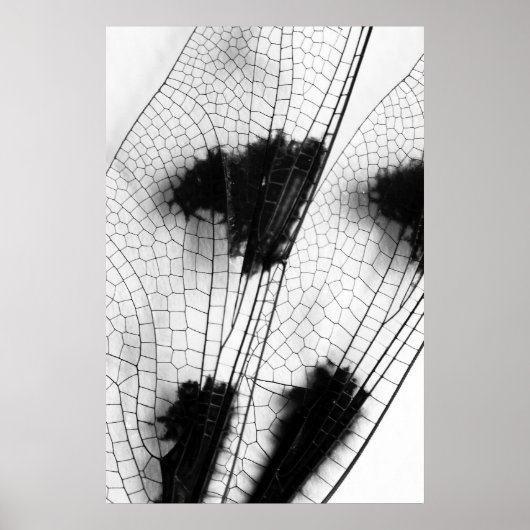 Dragonfly Wings Poster (Vorne)