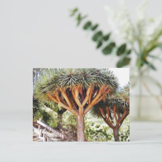 Dragons Blood Postkarte (Stehend Vorderseite)