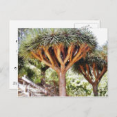 Dragons Blood Postkarte (Vorne/Hinten)