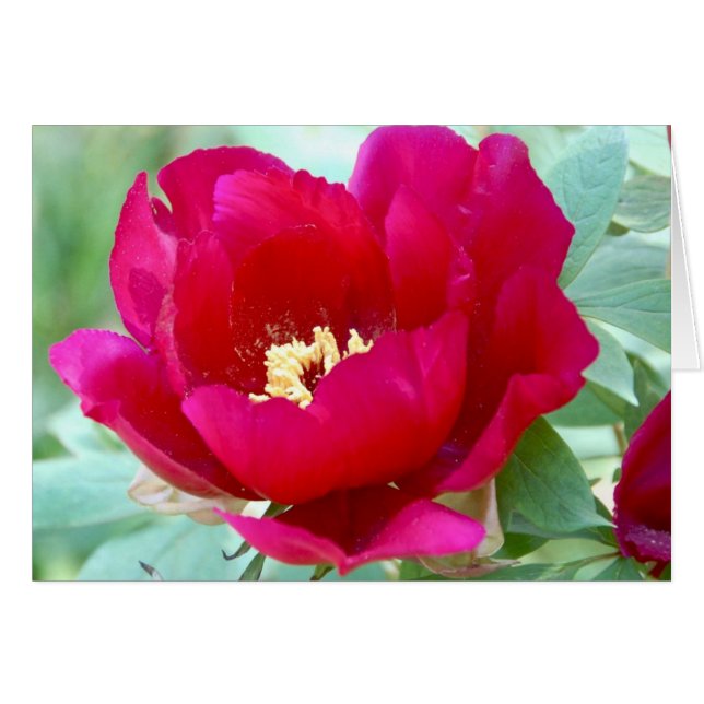Dragons, TIgers und Peonies II (Vorderseite (Horizontal))