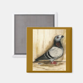 Dragoon Pigeon Blue Grizzle Magnet (Vorderseite/Rückseite)
