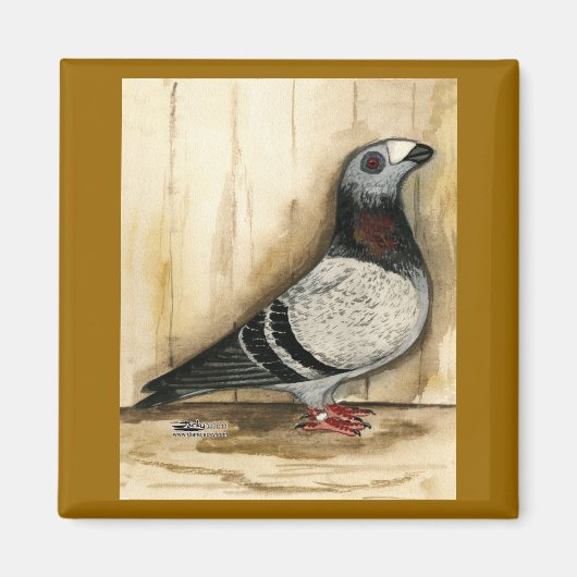Dragoon Pigeon Blue Grizzle Magnet (Vorne)