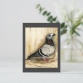 Dragoon Pigeon Blue Grizzle Postkarte (Stehend Vorderseite)