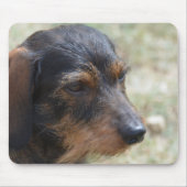 Draht behaarter Daschund Hund Mousepad (Vorne)