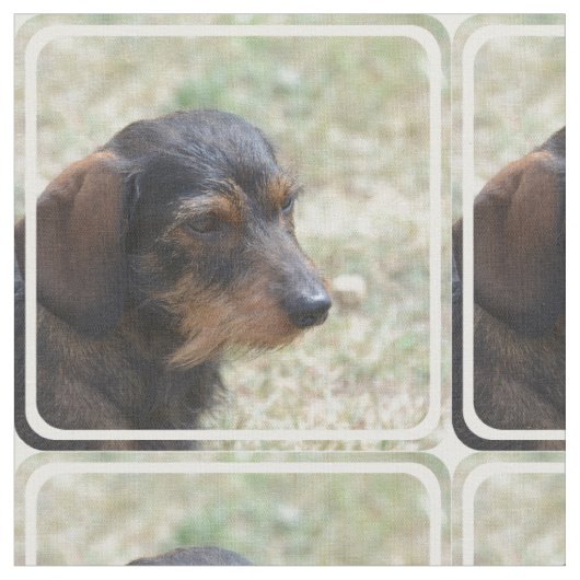 Draht behaarter Daschund Hund Stoff (Nahaufnahme)