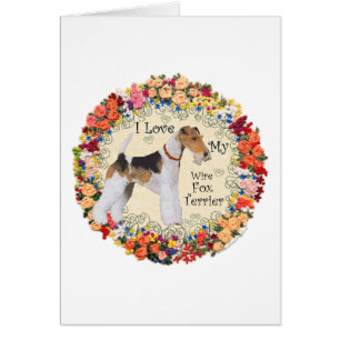 Draht-Fox-Terrier-Liebe