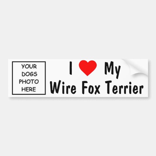 Draht-Foxterrier Autoaufkleber (Vorne)