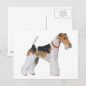 Draht-Foxterrier Postkarte (Vorne/Hinten)