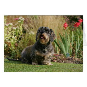 Draht-haarige StandardDackel