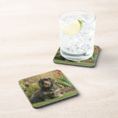 Draht-haarige StandardDackel Getränkeuntersetzer (Rechte Seite)