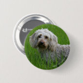 Draht-haarige StandardDackel im Gras Button (Vorne & Hinten)