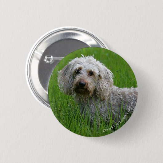 Draht-haarige StandardDackel im Gras Button (Vorne & Hinten)