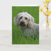 Draht-haarige StandardDackel im Gras Karte (Gelbe Blume)