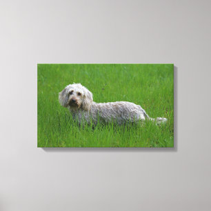Draht-haarige StandardDackel im Gras Leinwanddruck