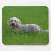 Draht-haarige StandardDackel im Gras Mousepad (Vorne)