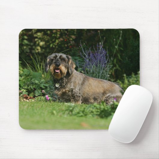 Draht-haariges StandardDackel-Sitzen Mousepad (Mit Mouse)