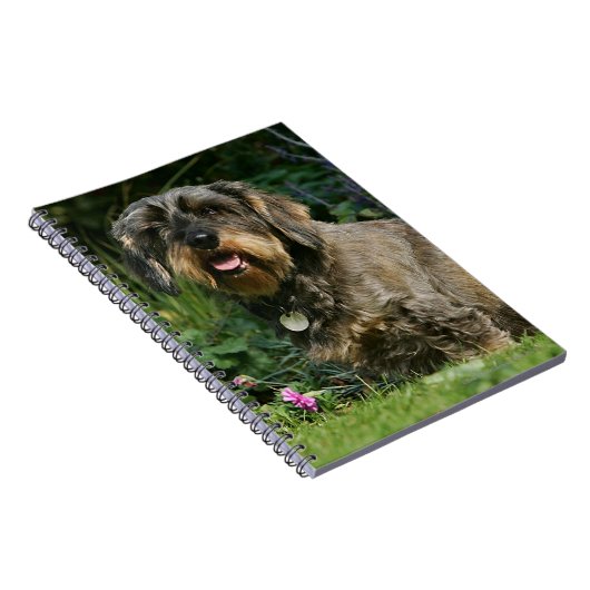 Draht-haariges StandardDackel-Sitzen Notizblock (Rechte Seite)