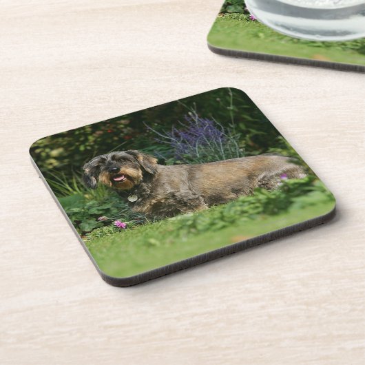 Draht-haariges StandardDackel-Sitzen Untersetzer (Linke Seite)