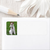 Drahtfuchs-Terrier sitzend (Insitu)