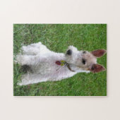 Drahtfuchs-Terrier sitzend Puzzle (Horizontal)