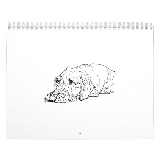 Drahthaar-Dachshund-Kalender 2027 Kalender (Titelbild)