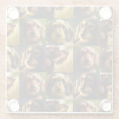 Drahthaar Dackel Glasuntersetzer (Rückseite)