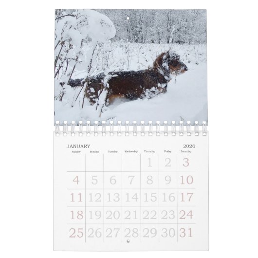 Drahthaar-Dackel Kalender (Jan 2026)