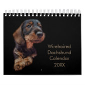 Drahthaar-Dackel Kalender (Titelbild)