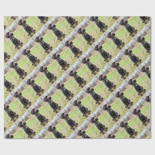 Drahthaar, das Griffon Welpen zeigt Geschenkpapier (Flach)