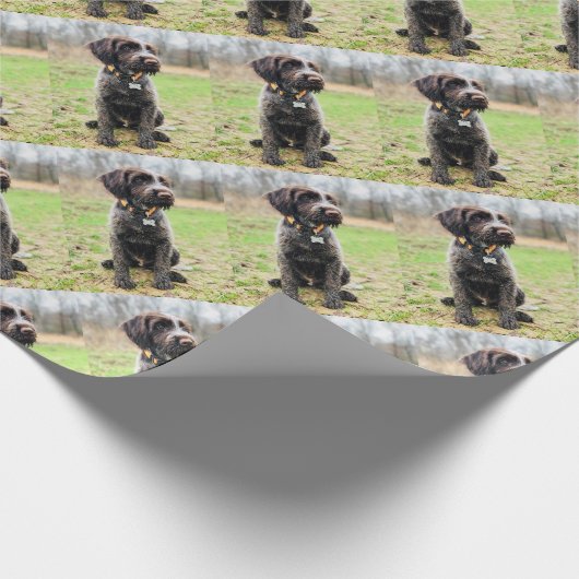 Drahthaar, das Griffon Welpen zeigt Geschenkpapier (Ecke)