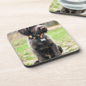 Drahthaar, das Griffon Welpen zeigt Getränkeuntersetzer (Linke Seite)