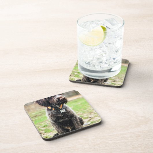 Drahthaar, das Griffon Welpen zeigt Getränkeuntersetzer (Rechte Seite)