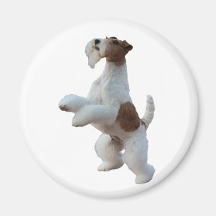 Drahthaar-Foxterrier Magnet