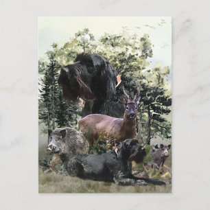 Drahthaar Pointer, Jagd im Freien Postkarte