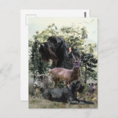 Drahthaar Pointer, Jagd im Freien Postkarte (Vorne/Hinten)