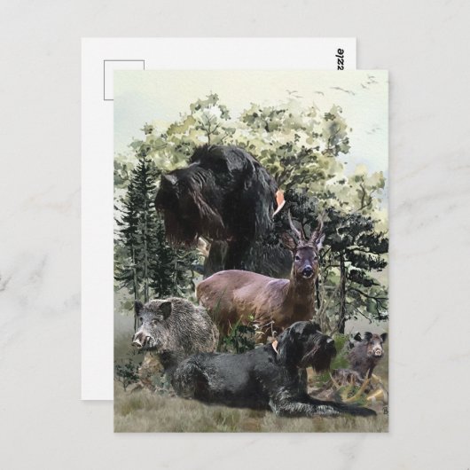 Drahthaar Pointer, Jagd im Freien Postkarte (Vorne/Hinten)