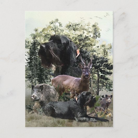 Drahthaar Pointer, Jagd im Freien Postkarte (Vorderseite)