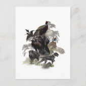 Drahthaar Pointer, Jagd im Freien Postkarte (Vorderseite)